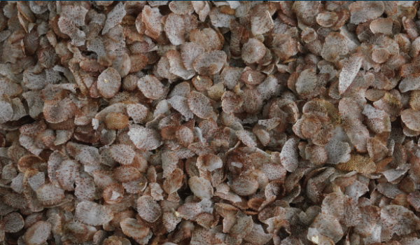 Karunguruvai Flakes – 240 g