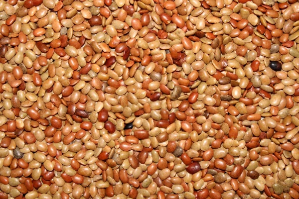 Horse Gram Millet - 450 g | Kollu