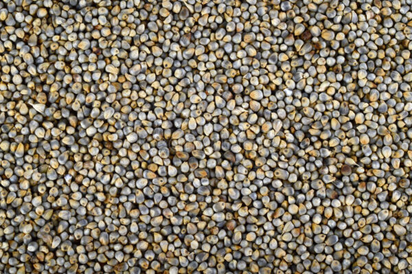 Pearl Millet (Kambu) – 450 g