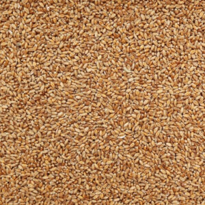 Wheat (Godhumai) - 450 g